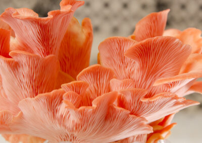 Pink Oyster Mushroom - Erika Wiggins Photography